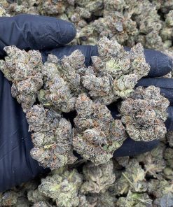 BLUE CHERRY GELATO | INDOOR (AAA+)