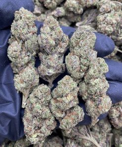 WATERMELON GELATO | LIGHT ASSIST (AAAA+)